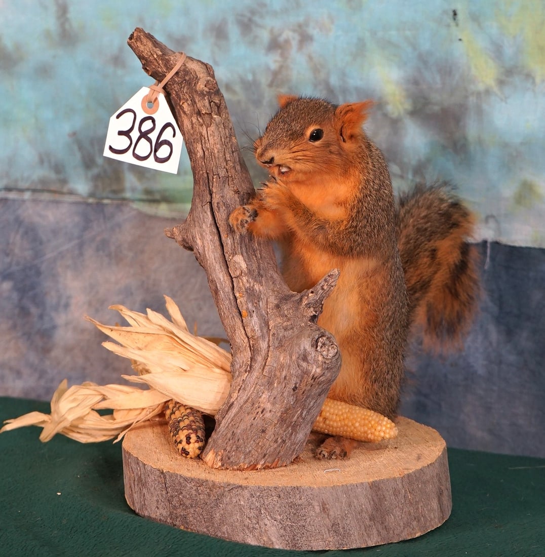 Brand New Fox Squirrel Full Body Taxidermy Mount (1 of 3)