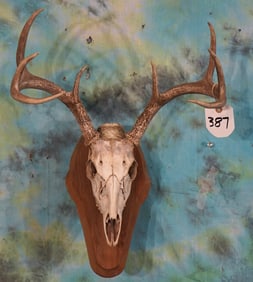 Texas 8pt. Whitetail Deer Skull on Panel Taxidermy