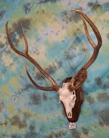 Axis Deer Skull Mountted on Panel Taxidermy