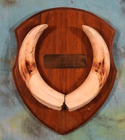 Pair of Warthog Tusk on Plaque Taxidermy