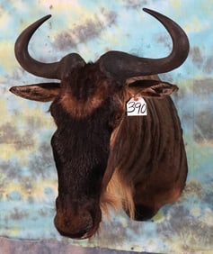 East African White Bearded Wildebeest Shoulder Taxidermy Mount r