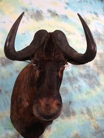 South African Black Wildebeest Shoulder Taxidermy Mount