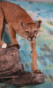 Beautiful Mountain Full Body Wall Mount in Habitat Taxidermy