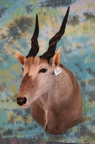 African Livingstone Eland Shoulder Taxidermy Mount