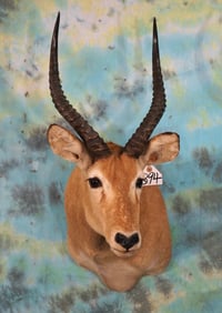 West African Kob Antelope Shoulder Taxidermy Mount