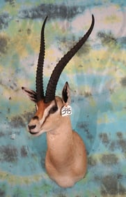 East African Grants Gazelle Shoulder Taxidermy Mount