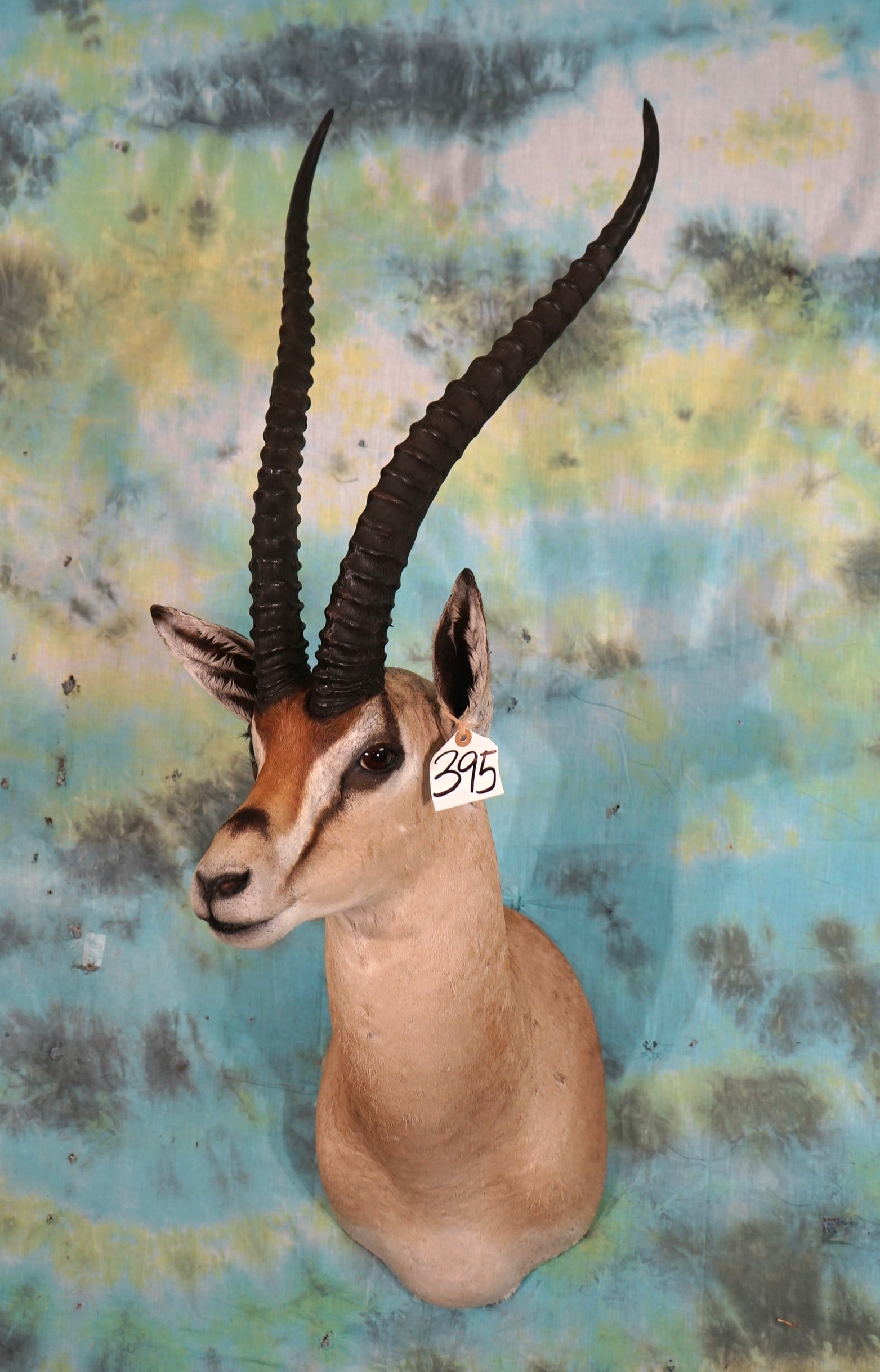 East African Grants Gazelle Shoulder Taxidermy Mount (1 of 3)