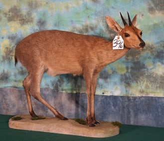 East African Bush Duiker Full Body Pygmy Antelope Taxidermy Mount