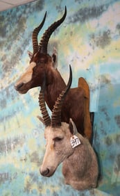 White & Common Blesbuck Antelope Shoulder Taxidermy Mounts