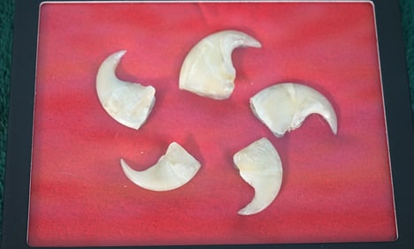 (5) Five African Lion Claws in Display Case Taxidermy **TEXAS RESIDENTS ONLY!**