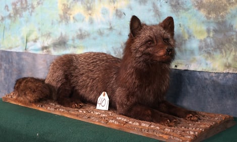 Full Body Silver Fox Taxidermy Mount