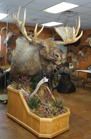 Alaskan Moose Shoulder Floor Pedestal Mount on a Natural Habitat Base Taxidermy