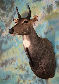 Nilgai Antelope Shoulder Taxidermy Mount
