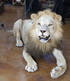 African Lion Full Body Taxidermy Mount **TEXAS RESIDENTS ONLY!**