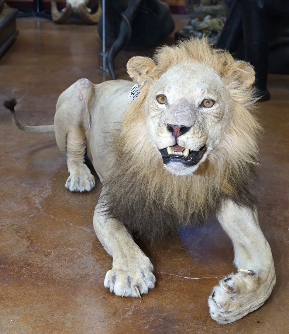 African Lion Full Body Taxidermy Mount **TEXAS RESIDENTS ONLY!** (1 of 3)