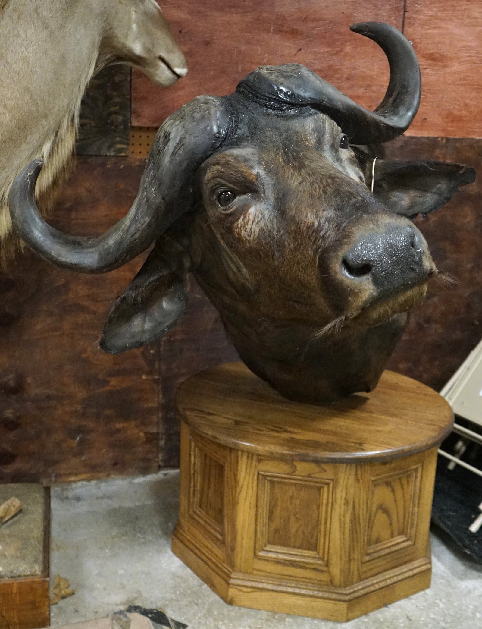 African Cape Buffalo Shoulder Floor Pedestal Taxidermy Mount: This mount is clean and in excellent condition. It has good detail and lifelike appearance. The taxidermy quality grades a very nice 9.25.