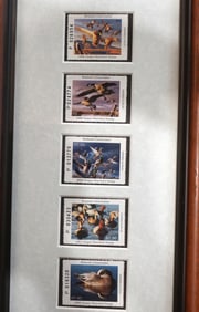 10 Duck Stamp in Glass Frame