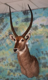 African Record Class Common Waterbuck Shoulder Taxidermy Mount
