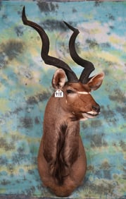 African Cape Kudu Shoulder Taxidermy Mount