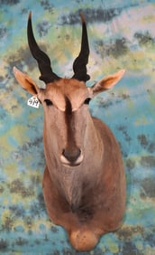 African Livingstone Eland Shoulder Taxidermy Mount