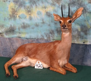 African Stienbuck Pygmy Antelope Full Body Taxidermy Mount