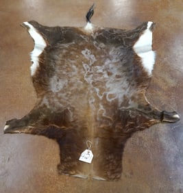 African Blesbuck Antelope Soft Tannned Full Backskin Taxidermy