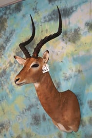 South African Impala Ram Shoulder Taxidermy Mount