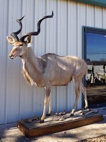 African Greater Kudu Full Body Taxidermy Mount