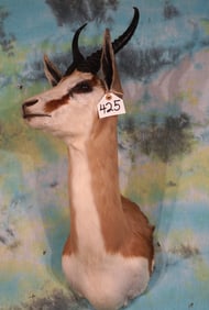 Common Springbuck Gazelle Shoulder Taxidermy Mount