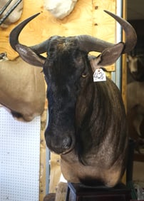 African Blue Wildebeest Shoulder Pedestal Floor Mount Taxidermy