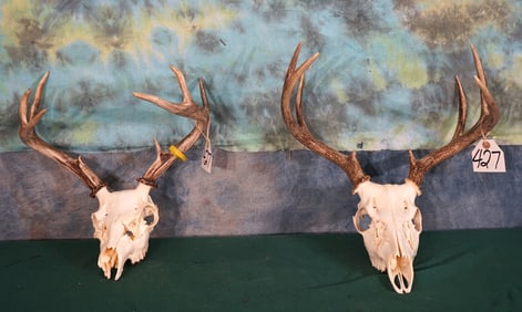 Two Whitetail Deer Skulls Taxidermy