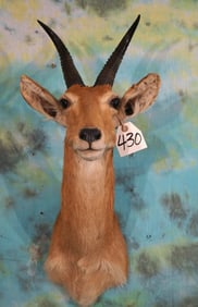 West African Bohor Reedbuck Shoulder Taxidermy Mount