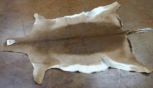 African Impala Antelope Soft Tanned Full Backskin Taxidermy