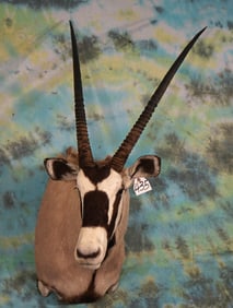 African Gemsbuck Antelope Shoulder Taxidermy Mount