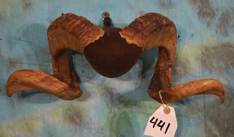 Merino Ram Mounted Horns Taxidermy