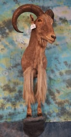 Half Body Aoudad Sheep Taxidermy Ram  Mount