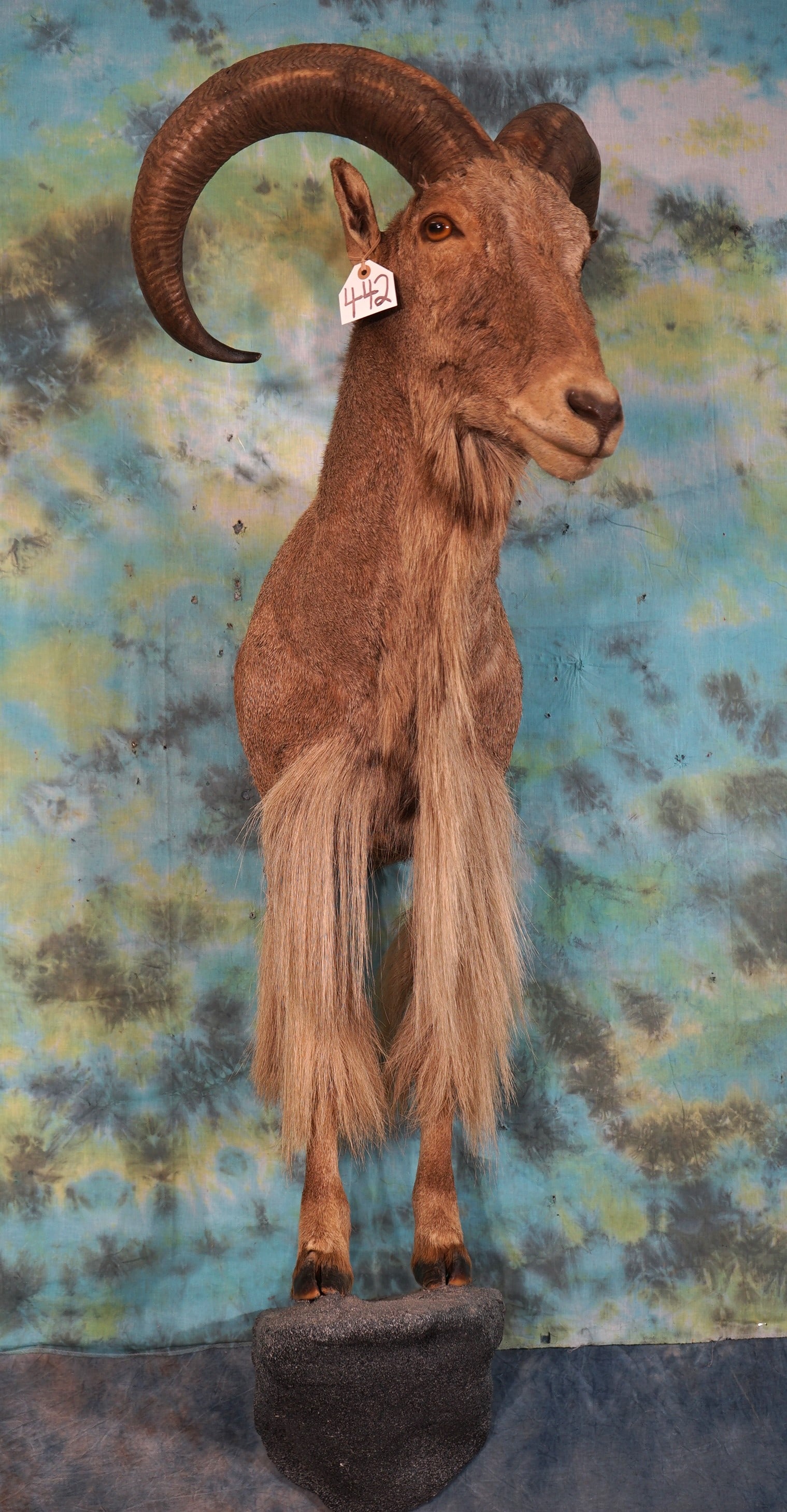 Half Body Aoudad Sheep Taxidermy Ram  Mount (1 of 3)