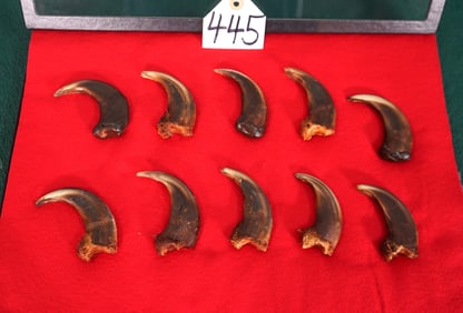 Very Nice Display Case with 10 Front Paw Grizzly Bear Claws Taxidermy