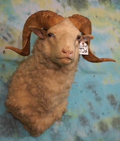 Merino Sheep Shoulder Taxidermy Ram Mount