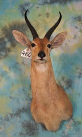 African Record Book # 32 SCI Nigerian Bohor Reedbuck Shoulder Taxidermy Mount