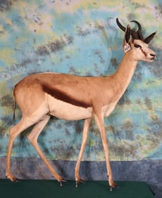 Full Body African Common Springbuck Gazelle Taxidermy Mount