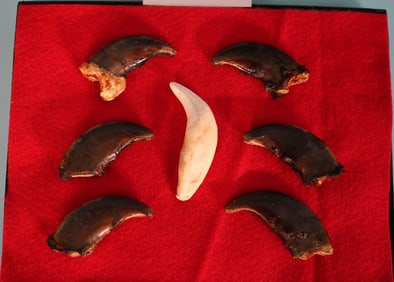 Six Nice Brown Bear Claws in Display Case with Canine Tooth
