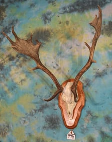 Very Good Set of Fallow Deer Antlers Mounted to a Reproduction Skull Taxidermy