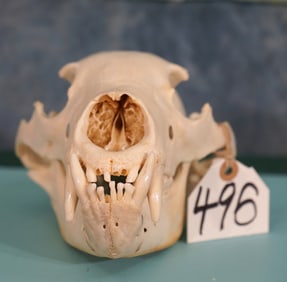 Complete American Black Bear Skull Taxidermy