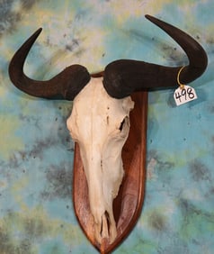 Large Record Class White-Bearded Wildebeest Skull on nice Walnut Plaque Taxidermy