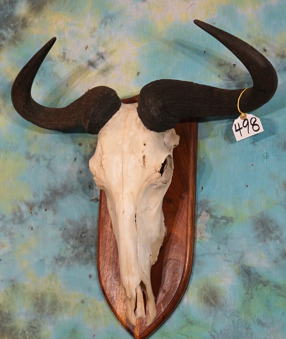 Large Record Class White-Bearded Wildebeest Skull on nice Walnut Plaque Taxidermy: These Horns came off of an old Bull that was harvested near Lake Natron, in North Western, Tanzania. In other words Masailand. The spread is wide, and the curls are deep, and the bosses are really qui