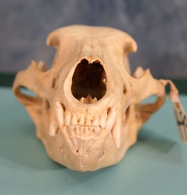 Completer Average size Black Bear Skull Taxidermy