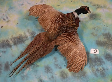 Flying Ringneck Pheasant Taxidermy Bird Mount