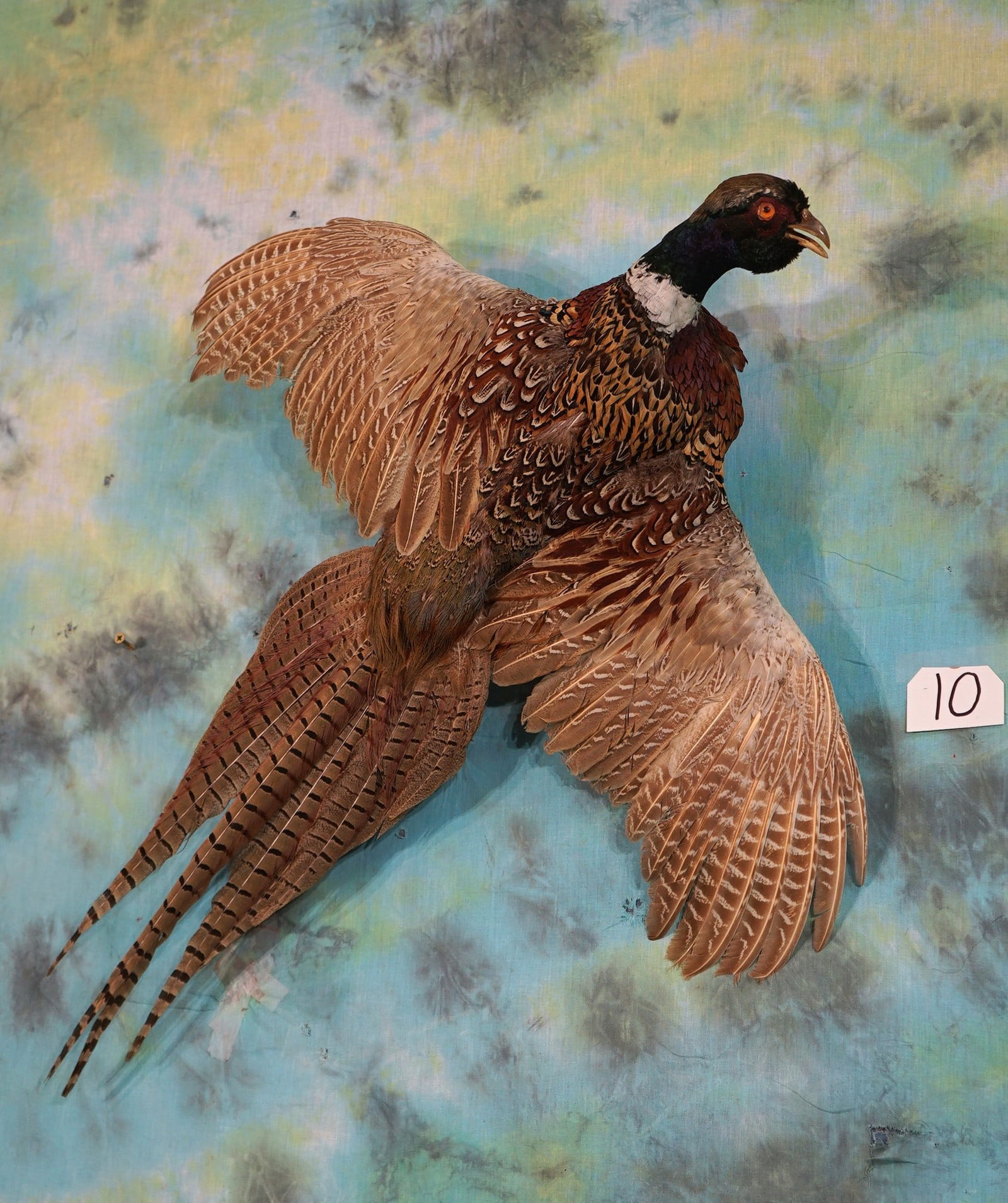Flying Ringneck Pheasant Taxidermy Bird Mount (1 of 2)