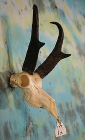 Pronghorn Antelope Skull Taxidermy